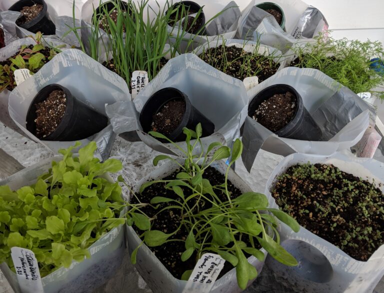 Winter Sowing: Using Milk Jugs as Mini Greenhouses for Seed Starting