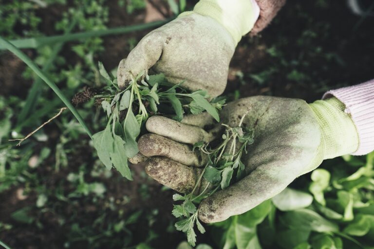 gardening, agriculture, grass, plant, field, farm, farmer, harvest, weed, hands, work gloves, gloves, garden, care, outdoors, nature, gardening, gardening, gardening, gardening, gardening, farmer