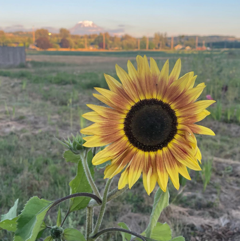 How to Start a Small Sunflower Garden in Puyallup