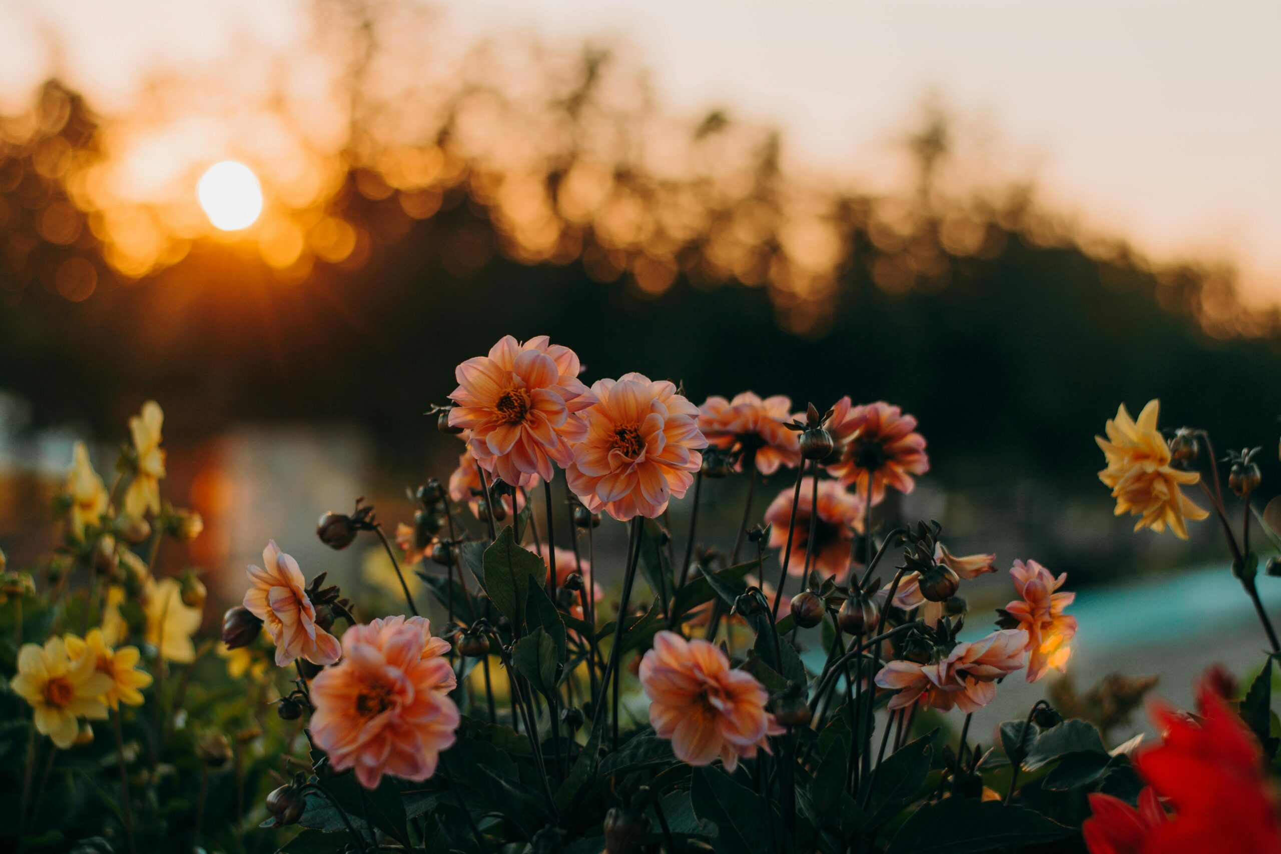 A stunning capture of dahlia flowers glowing under a vibrant sunset.