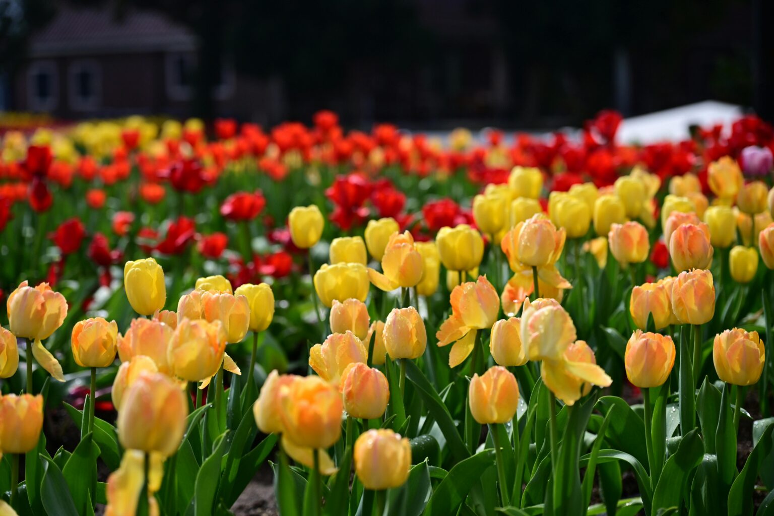 A stunning field of colorful tulips in vibrant bloom, capturing the essence of spring outdoors.