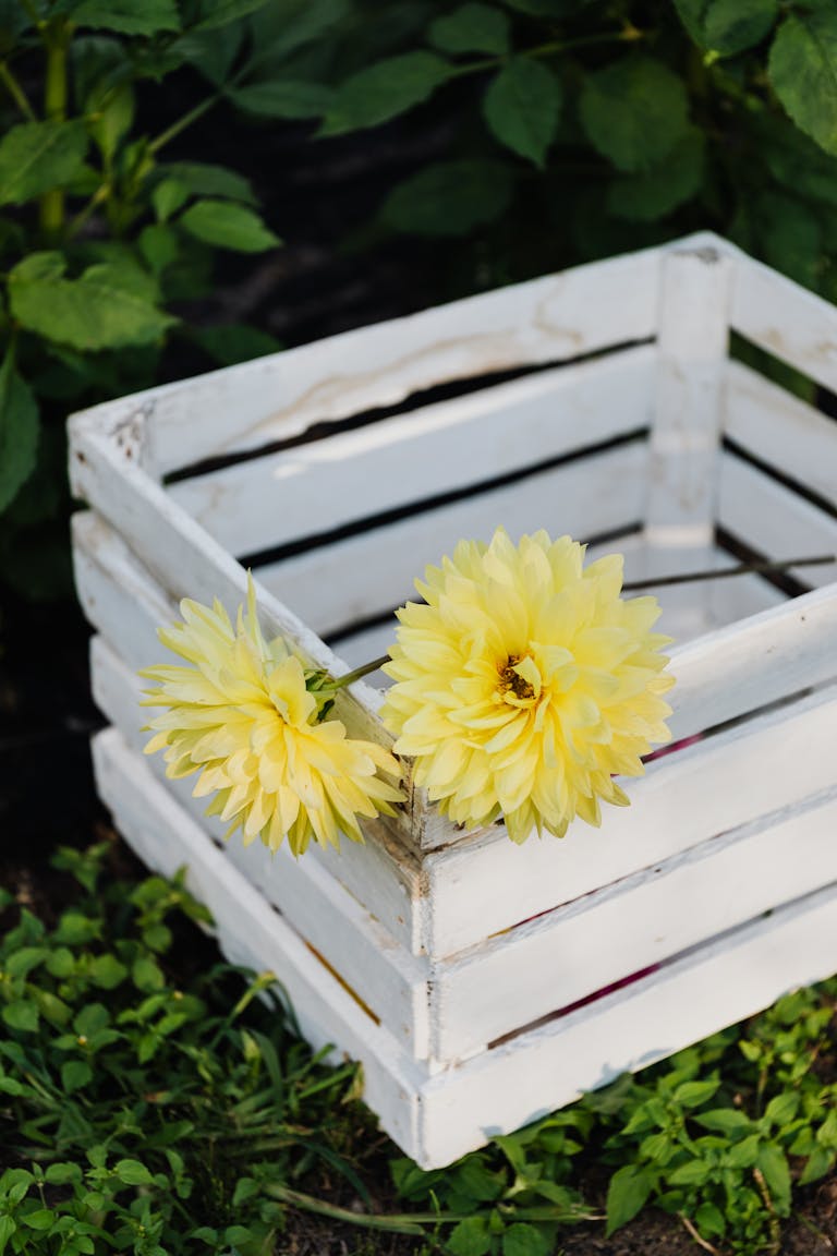 Vibrant yellow flowers in a rustic white wooden box surrounded by green leaves, depicting a natural garden setting.