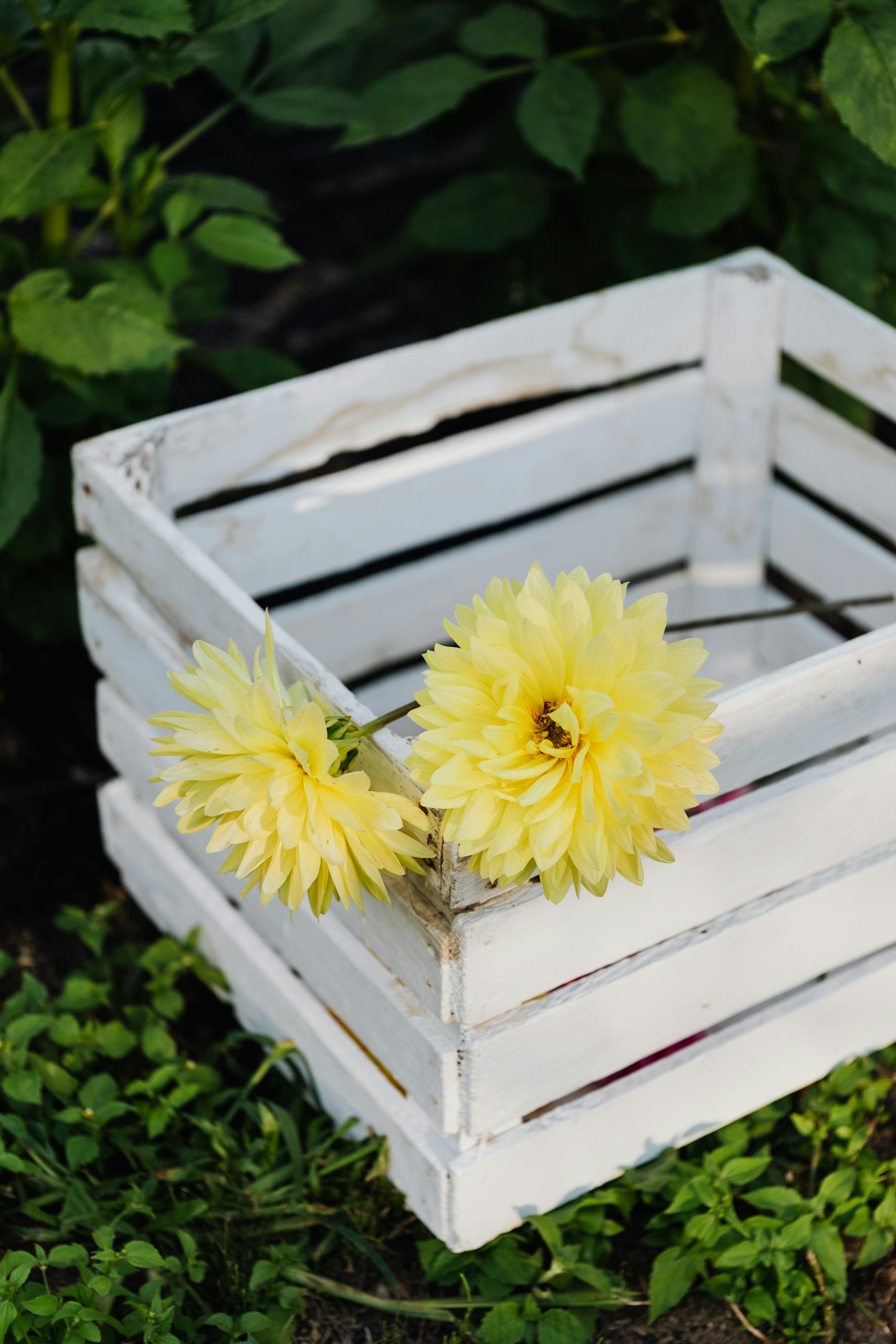 Vibrant yellow flowers in a rustic white wooden box surrounded by green leaves, depicting a natural garden setting.
