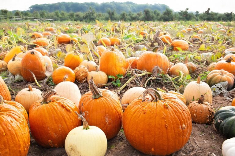 pumpkins, pumpkin patch, harvest, fall, autumn, field, vegetables, pumpkin patch, pumpkin patch, pumpkin patch, pumpkin patch, pumpkin patch