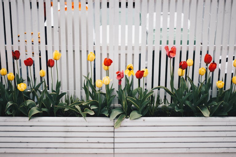 Red and yellow tulips bloom vibrantly against a white picket fence, capturing the essence of spring.