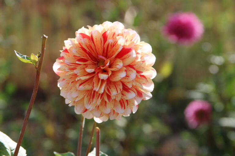 How to find Affordable Dahlia Bulbs