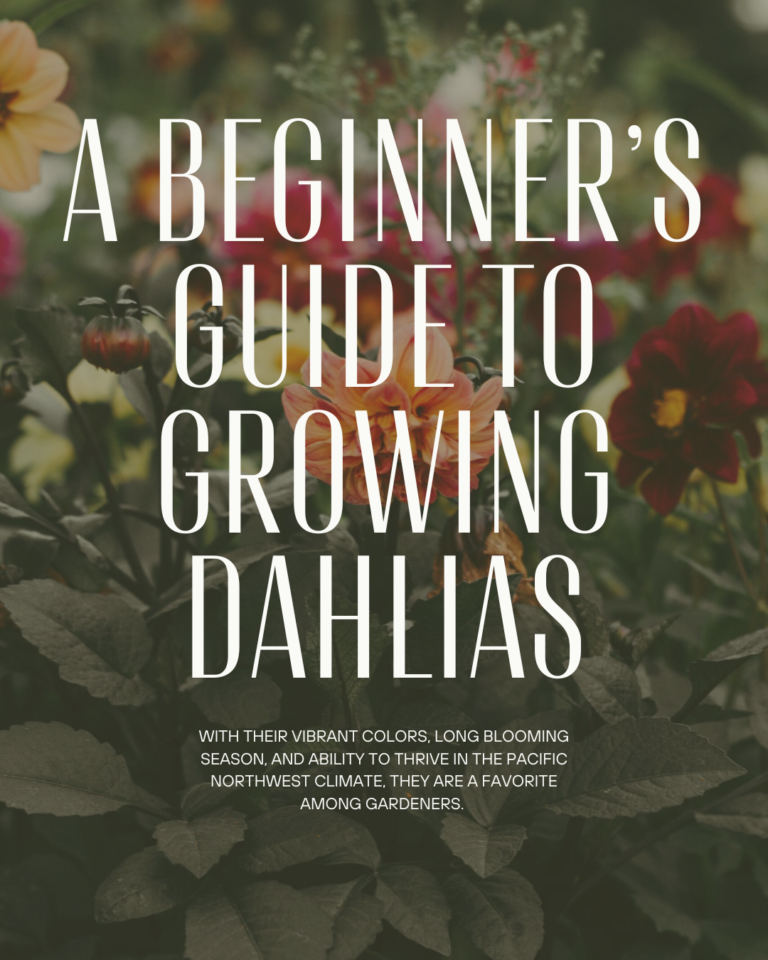 A Beginner’s Guide to Growing Dahlias