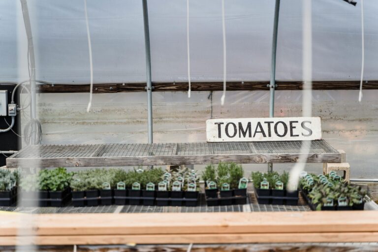 Row of black containers with small potted green tomatoes placed in greenhouse in daylight