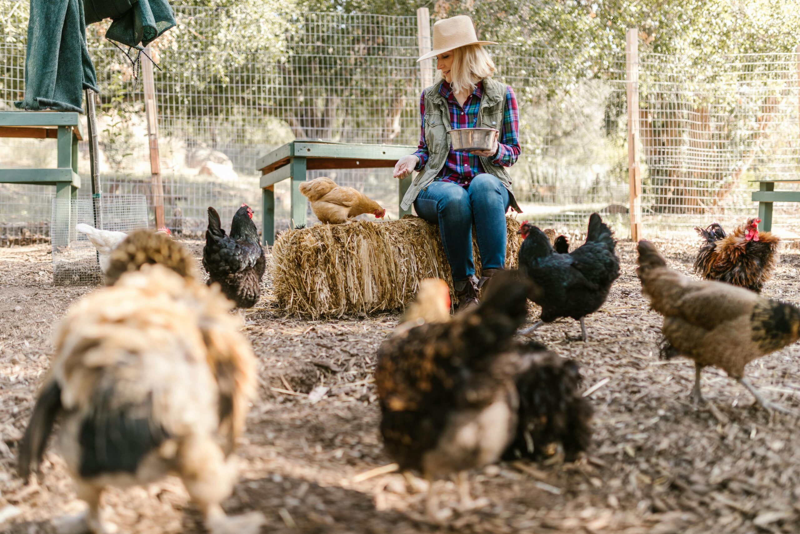 A farmer feeding chickens on a sunny day in a rural farm setting with hay bales.