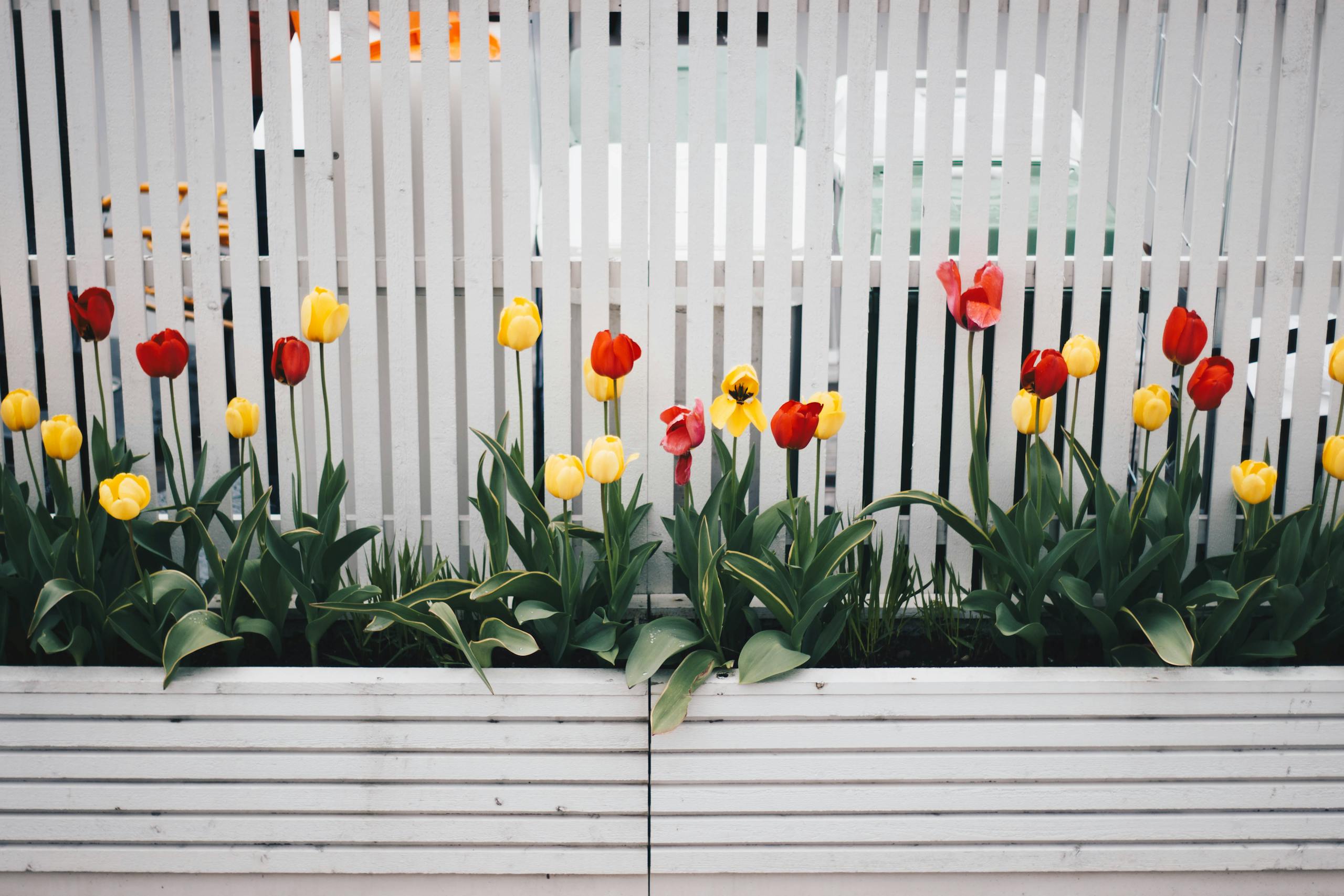 Red and yellow tulips bloom vibrantly against a white picket fence, capturing the essence of spring.